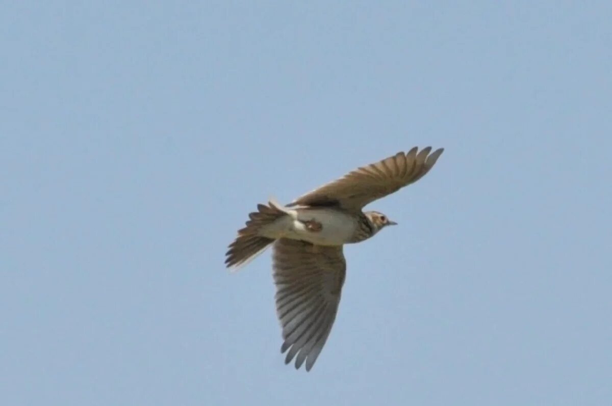    На Куликовом поле прошли состязания по наблюдениям за птицами