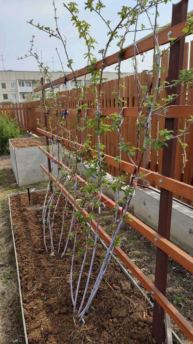 Черная малина Кумберленд, взрослые кусты весной