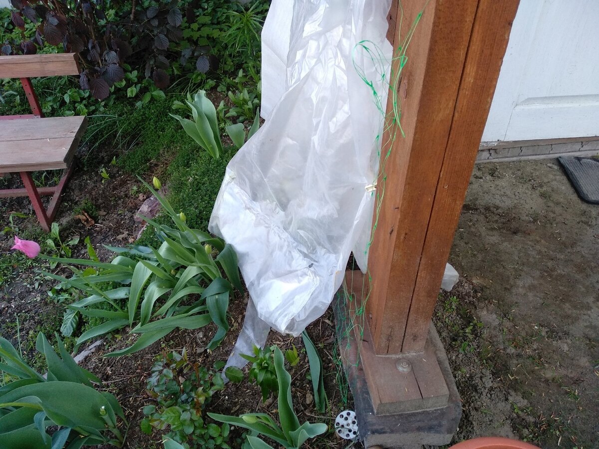 Под плёнкой клматис Иван Олсон