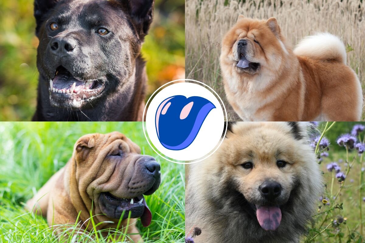 Собаки с синим языком 