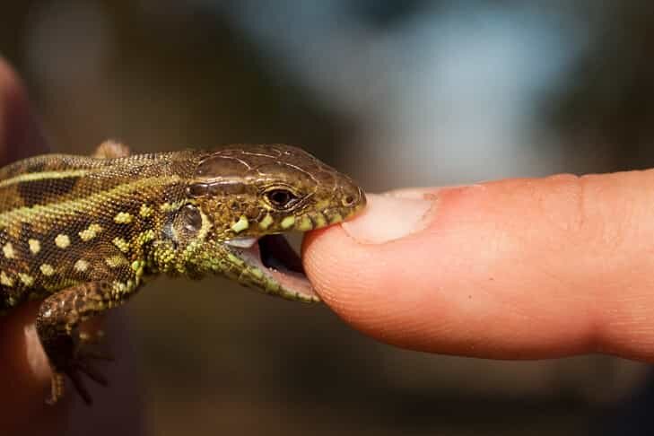    Фото с сайта flickr.com