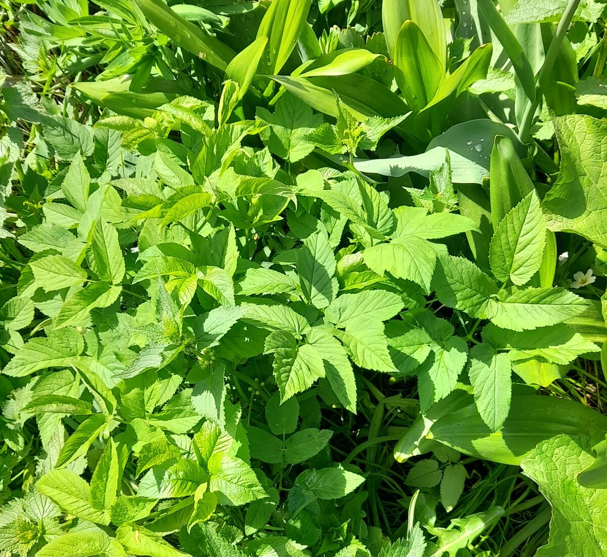 Заросли сныти.