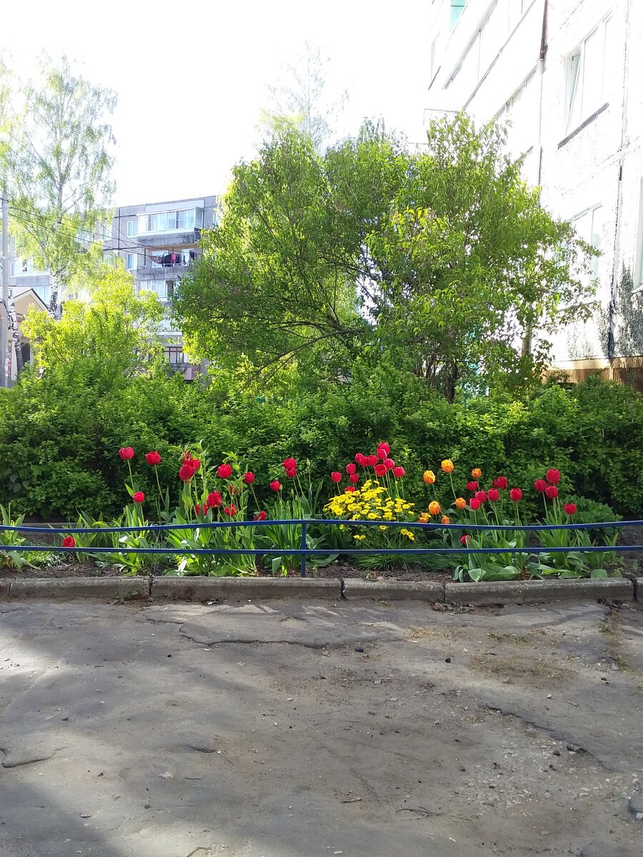 Тюльпаны расцвели к Пасхе. Где горожане заботятся о тротуарах, там плитка, а где нет - там такой асфальт! Фото автора