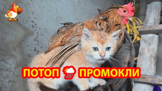 Потоп и промокли Котенок и Курочка 🌦️☔⛈️ Высушились феном и все прекрасно 🌈🌞😂