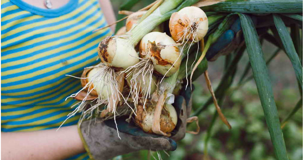 Луковая муха — в пролете. «Проверенные» методы борьбы (богатый урожай здорового лука — гарантирован)
