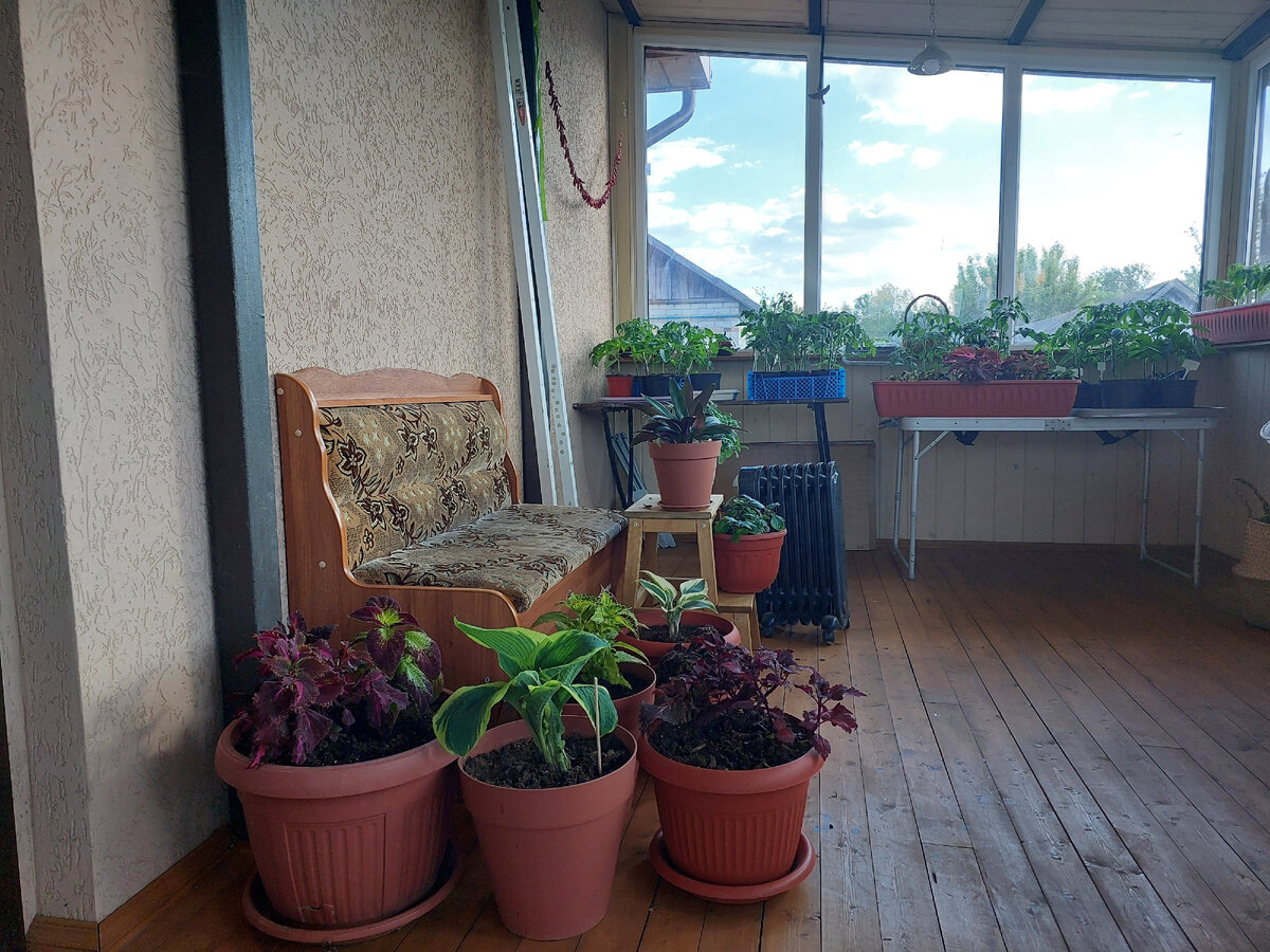 Холодную веранду по ночам отапливаю обогревателем. К нам пришли черёмуховые заморозки. Здесь у меня и рассада, и горшечный сад