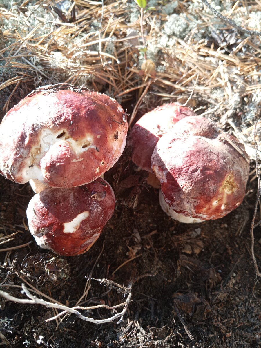 Автор фото Татьяна Рогова