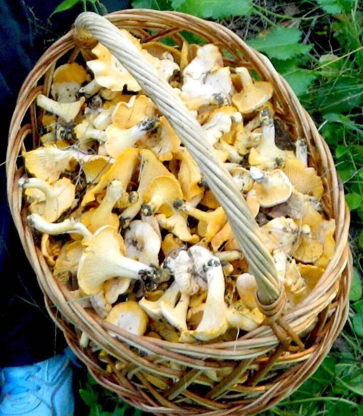 Автор фото Ирина Черпакова