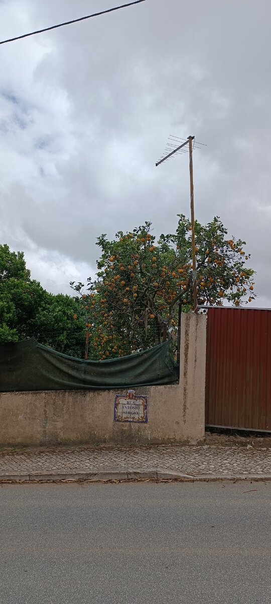 Лимоны во дворах не перестанут меня умилять 