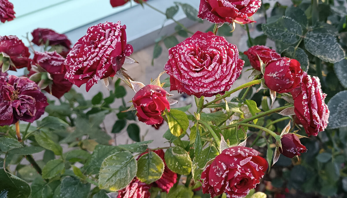 Розы на морозе. Фото 11.10.23