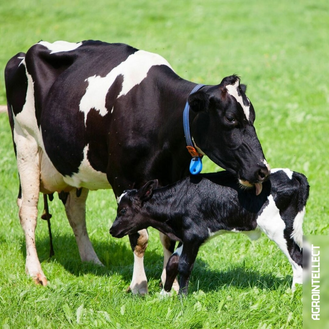 Задержанием последа у коров называют неспособность животного отделить плаценту в течение 12 часов после отела.