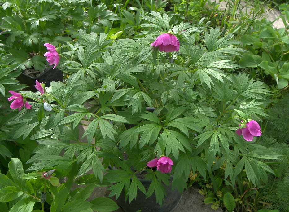 Пион Вейча Paeonia Veitchii в моем саду.