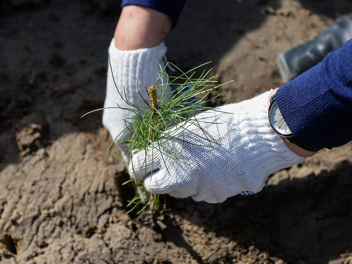    Более 200 деревьев высадят у полигона "Новоселки" в Ленинградской области© РИА Новости / Александр Кряжев
