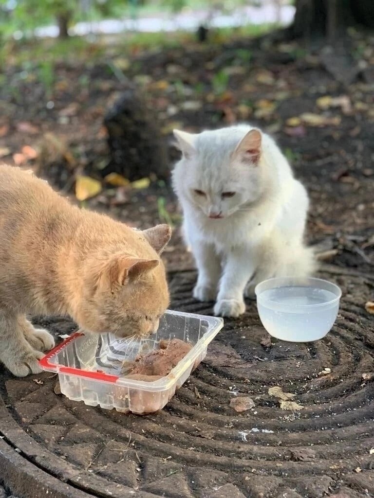 Кошка Белка ищет дом 🐾😍 | Приют 