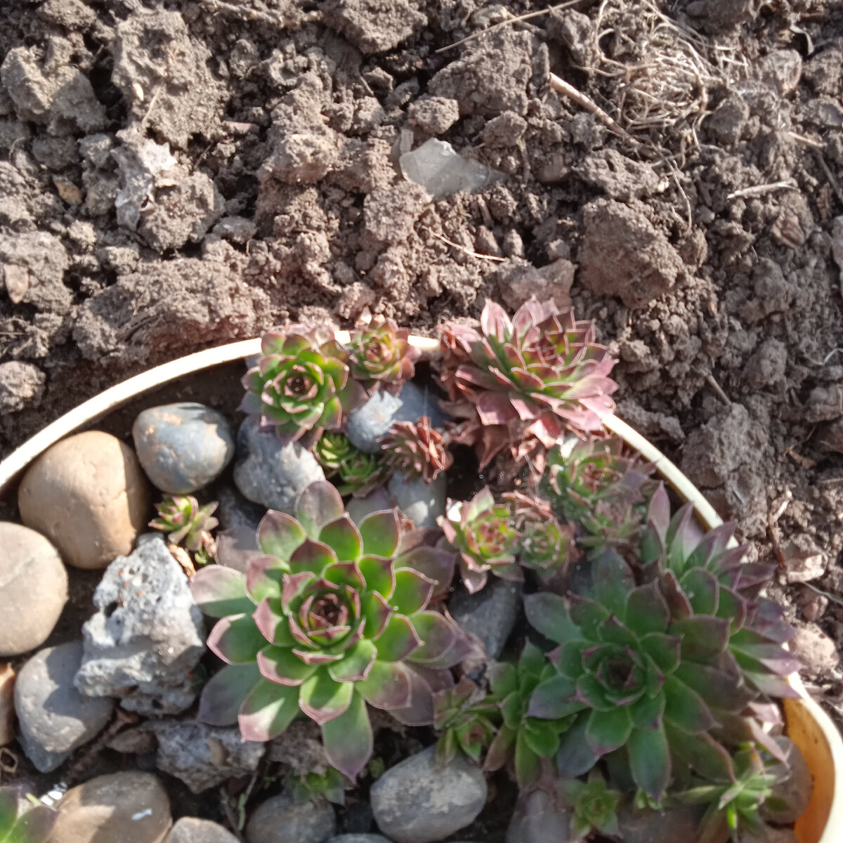 моя первая тарелочка.