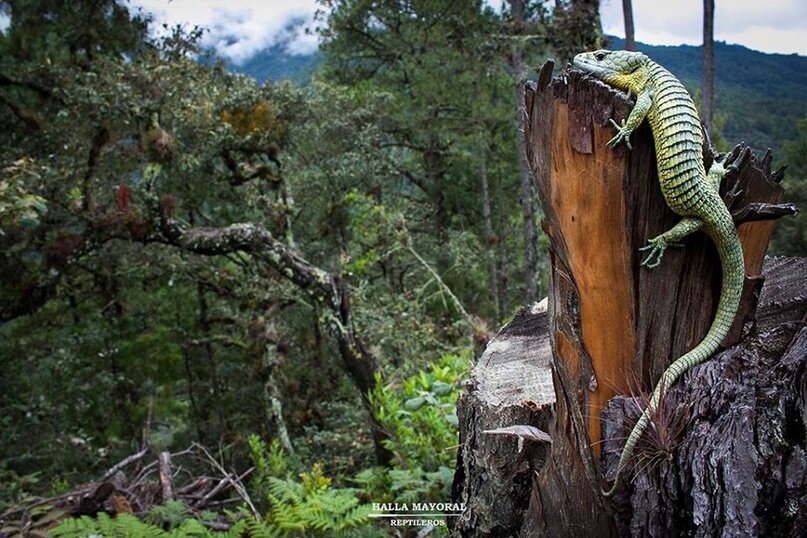 Abronia fuscolabialis (TIHEN, 1944)