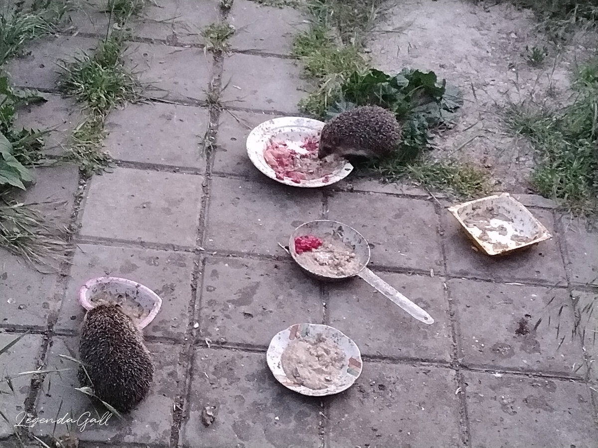 А чавкают как громко!