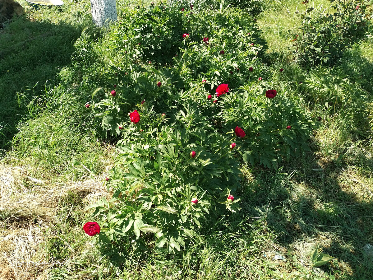 Число распустившихся пионов растет