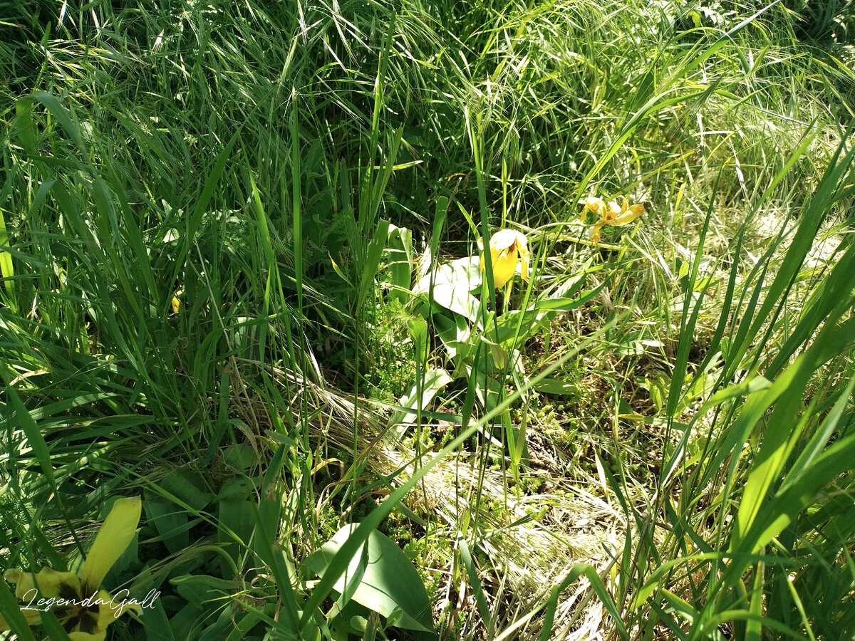Ба, дикие тюльпаны еще не отцвели. Долго как...
