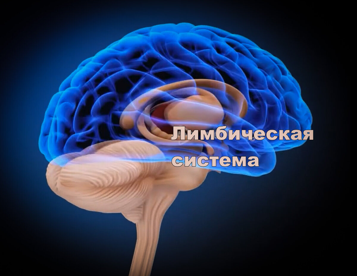 Почему мы прокрастинируем и что с этим делать? Взгляд на работу мозга |  Светлана Тихонова | Дзен