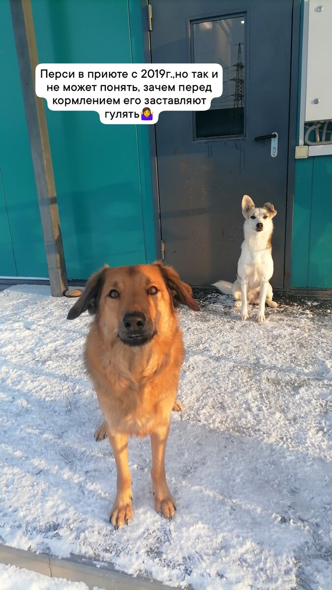 Зефирка подпирает дверь в ожидании новой "жертвы"😁