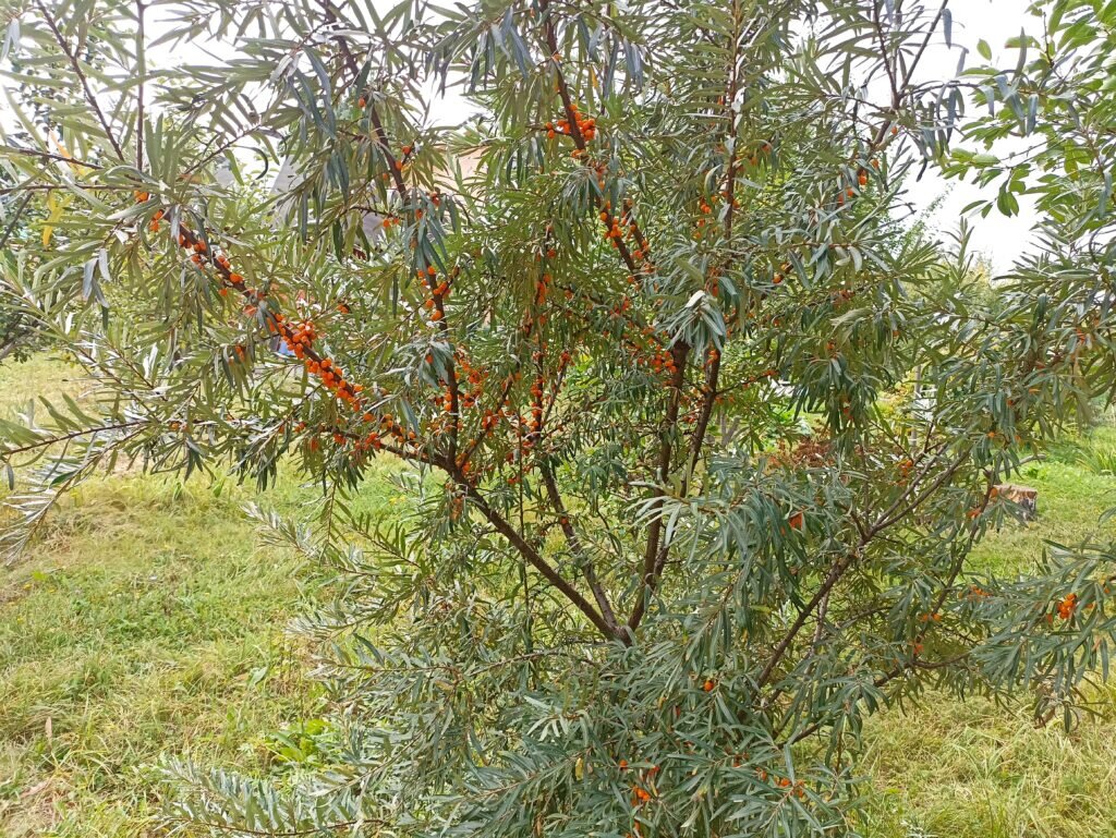 Какие плодовые деревья растут на песчаной почве | SadBlog | Дзен