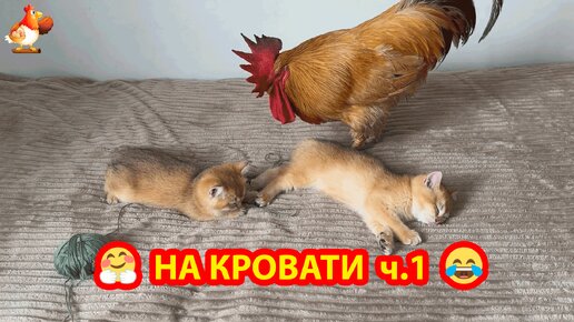 Старый Петух и Курица на кровати с Котятами часть 1 🤗😂❣️