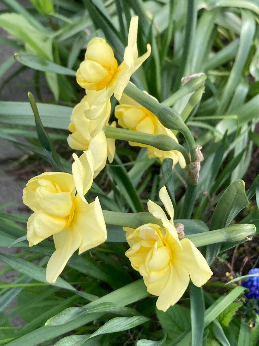 Yellow Cheerfulness  Фото автора.