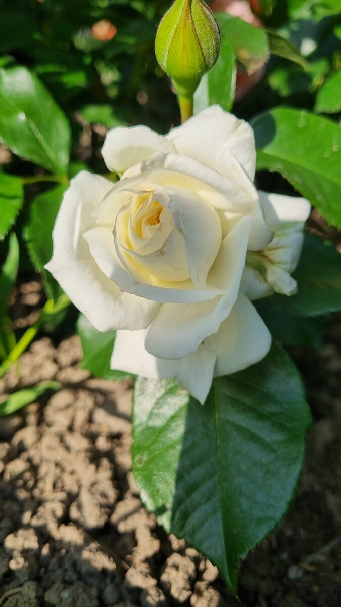 фото Елены