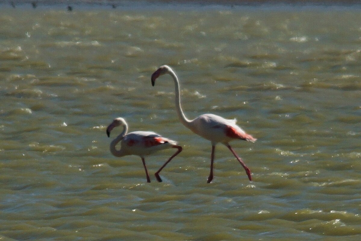 Фото: Игорь Сикорский