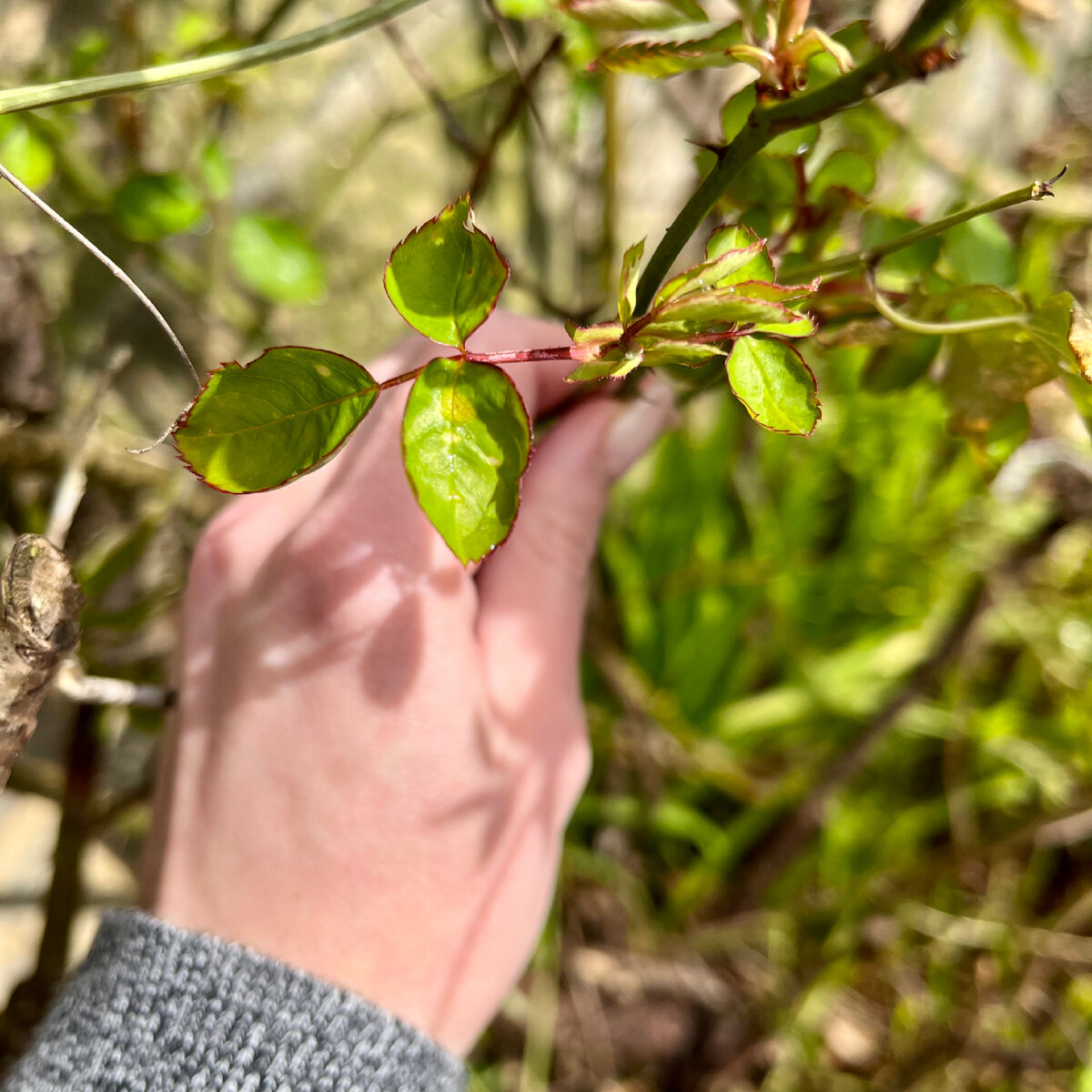 Льдинки оставили желтые пятна на листьях