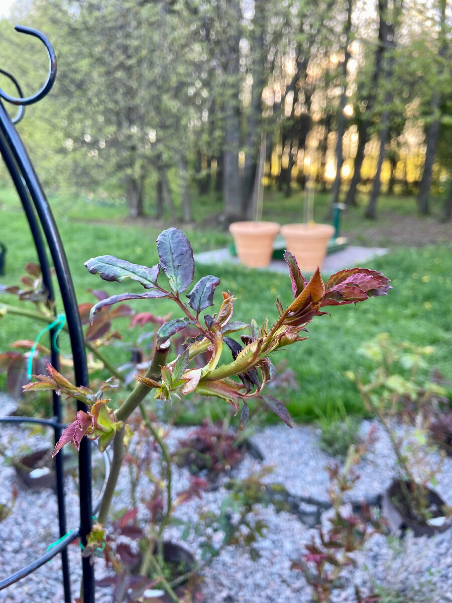 Май 2021 года. Нижняя листва повреждена морозом, но побег продолжает рост