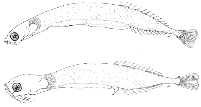 Рисунки малюсенькой рыбки Schindleria brevipinguis из описания вида 2004 года. 