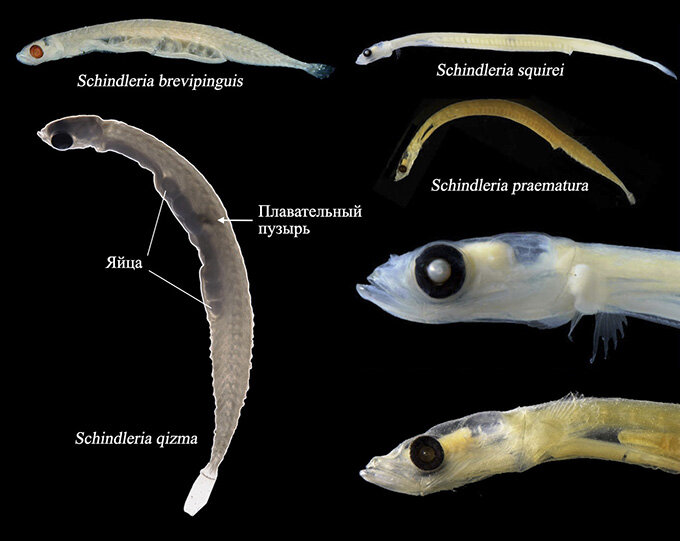 Некоторые из видов рода Schindleria. Масштабы не соблюдены, справа внизу те же рыбки, что и справа вверху. 