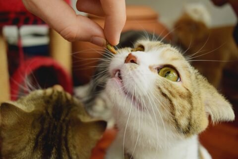 Фото из Интернета.