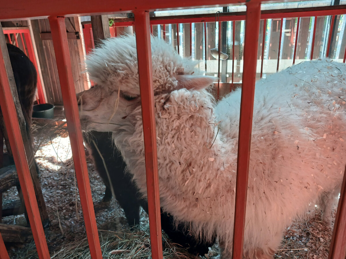 лама и маленький ламёнок с ней 🤩