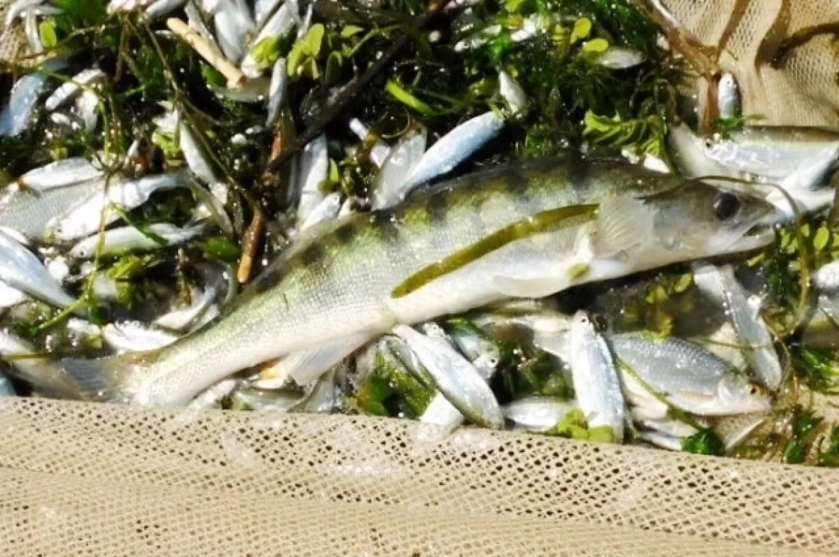    Донские учёные сообщили о сокращении популяции судака в Ростовской области