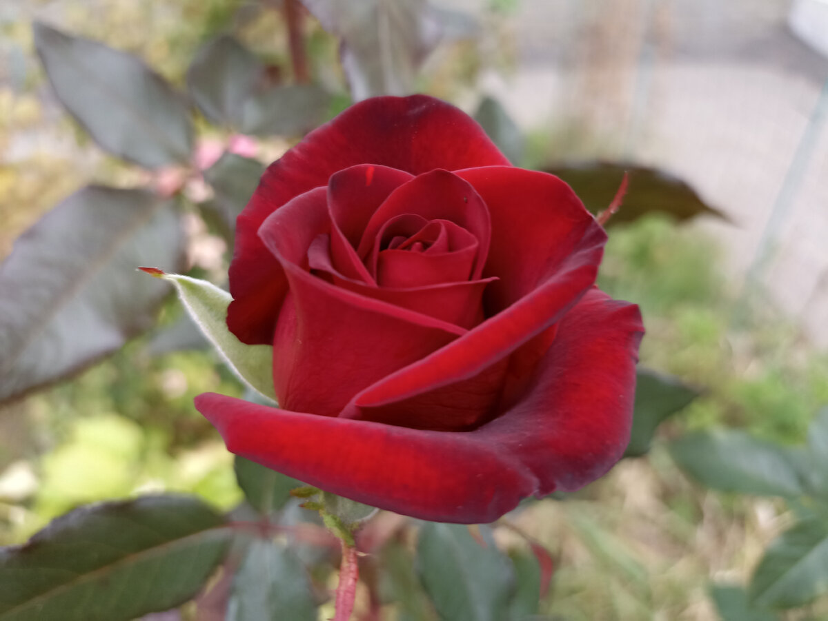 Фото моё, автора. Люблю розы. 