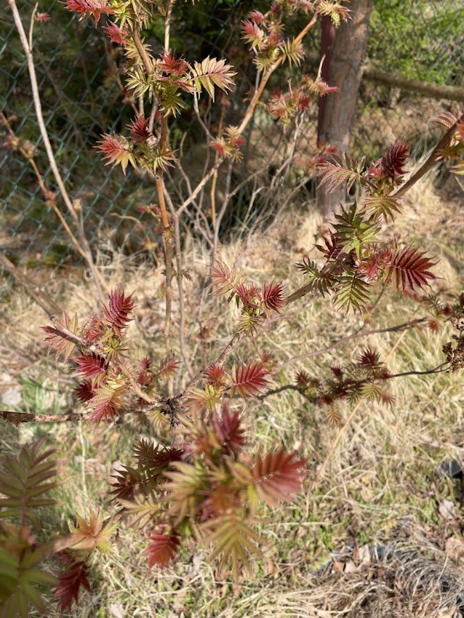 Sorbaria sorbifolia