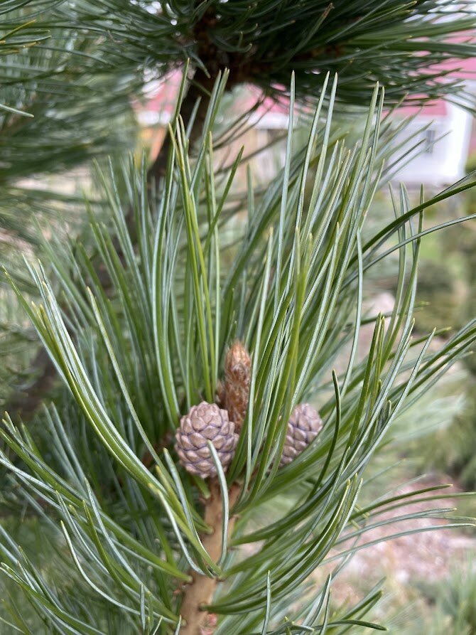 2024 Pinus cembra Compacta Glauca