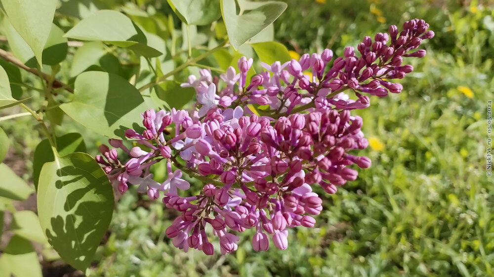 1. Сирень... © NickFW.ru — 05.05.2024г.