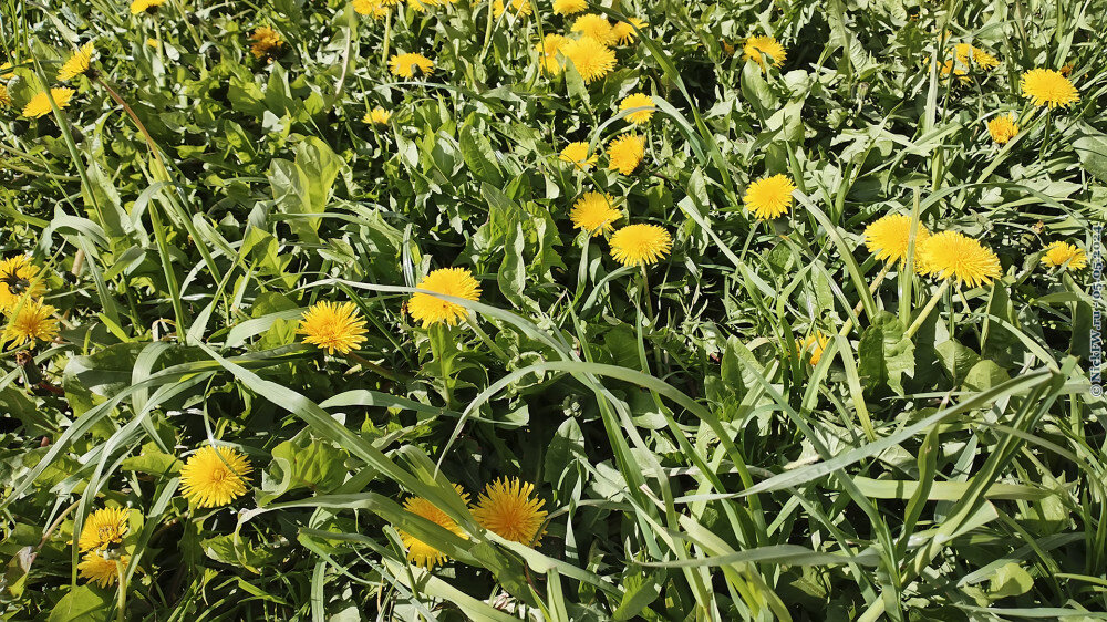 2. Одуванчик... © NickFW.ru — 05.05.2024г.