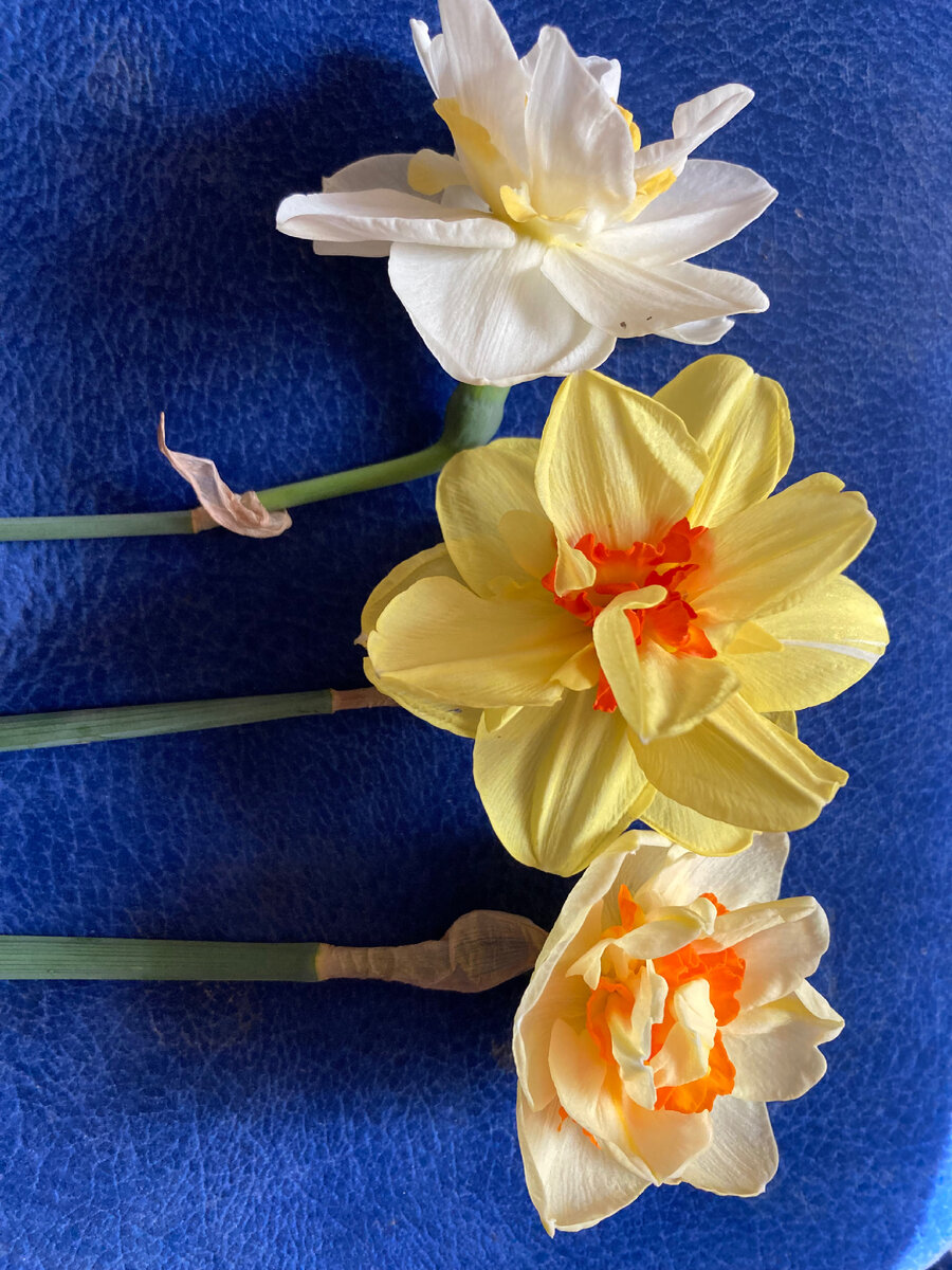 Моя прелесть, фото автора. 