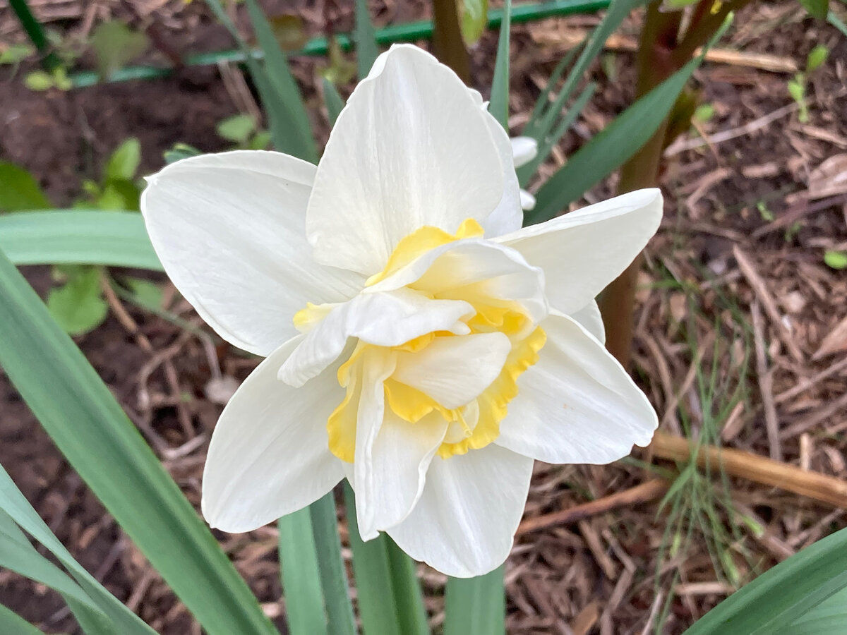      Irene Copeland,  фото автора