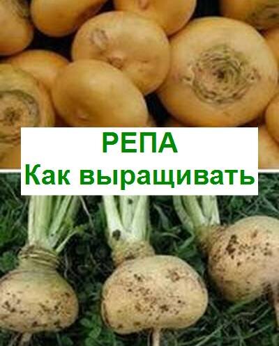 выращивание репы