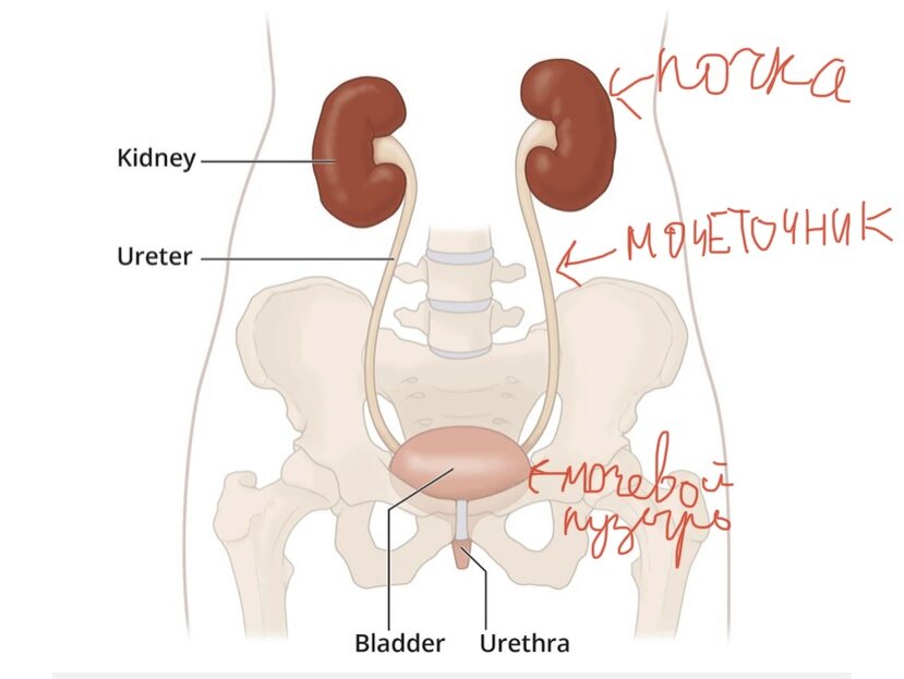 Схематичная анатомия мочевыделительной системы. С переводом)