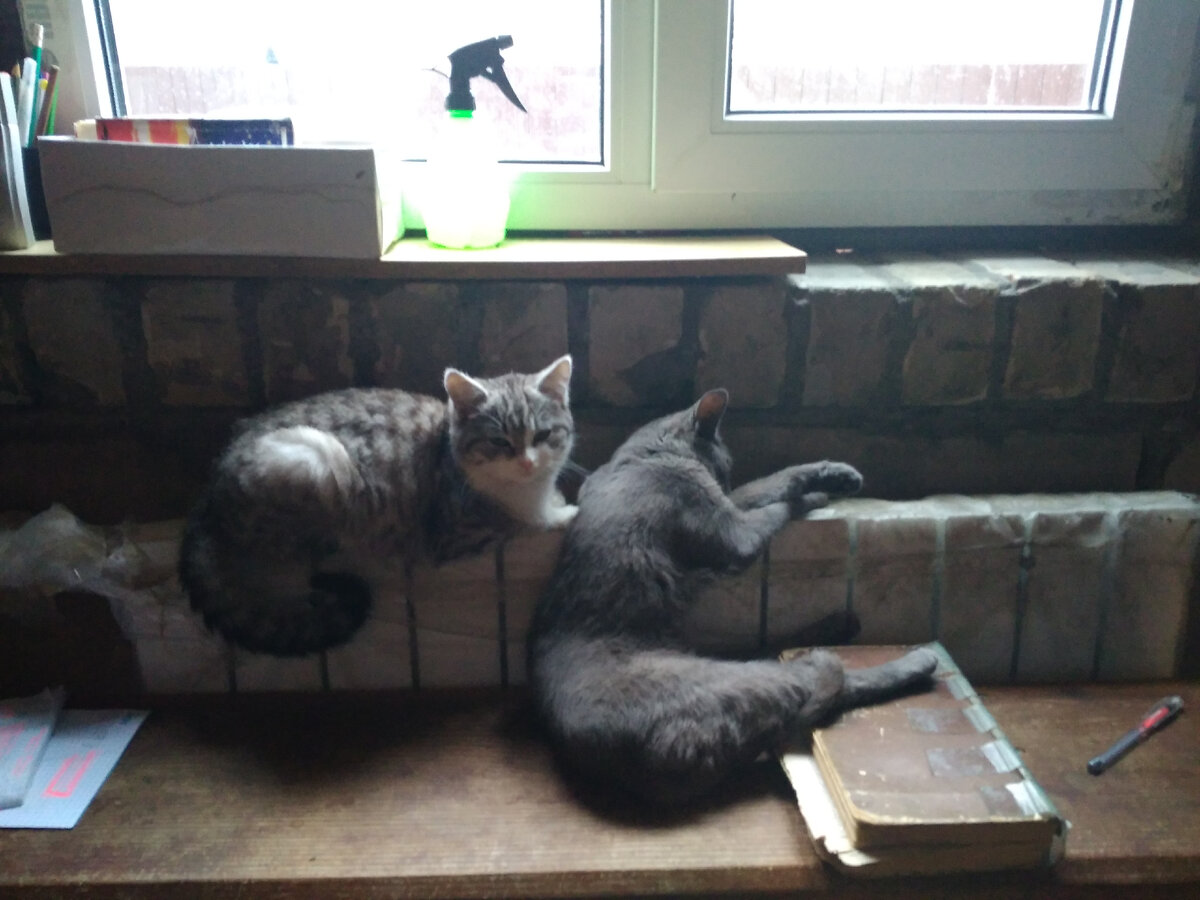 Вот так спала. Мася - справа.