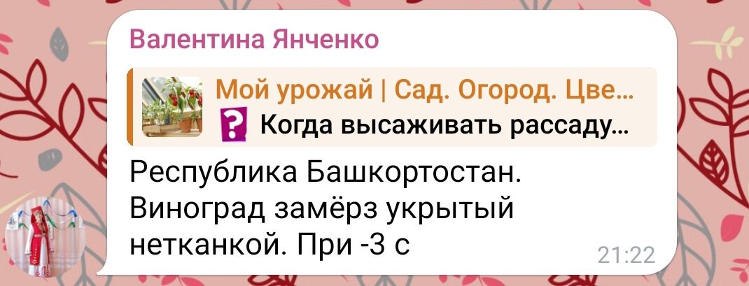 Скрин комментария из нашего Телеграм-канала