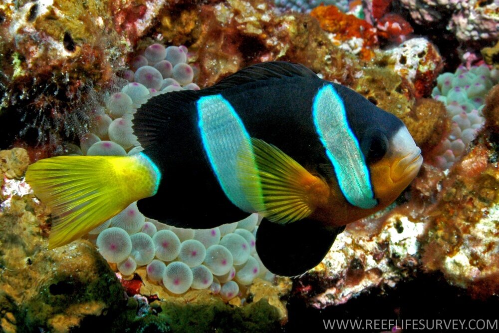 Amphiprion clarkii