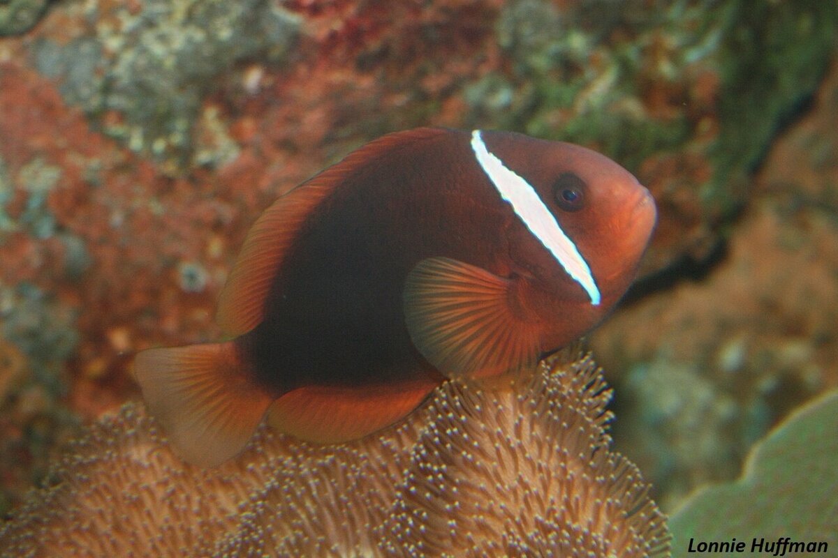 томатный клоун (Amphiprion frenatus)